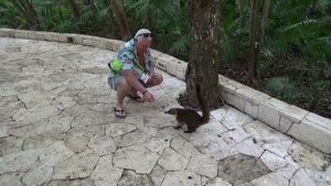 #14  Хвостатые и носатые! КОАТИ - НОСУХИ. CATALONIA ROYAL TULUM . MEXICO.