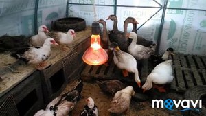 Содержание птицы зимой в теплице,30 января