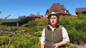 Сорта рябины со сладкими ягодами