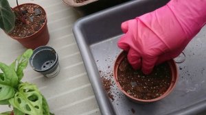 Моё новое увлечение. Ароидные. Пересадка Каладиумов, Алоказии и Монстеры.