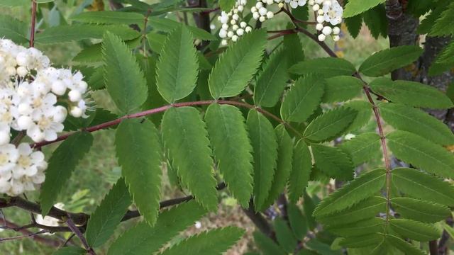 Rowan (Sorbus aucuparia) - leaves - May 2018 смотреть онлайн