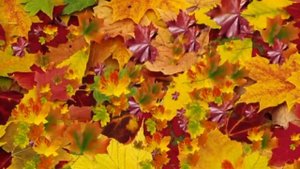 Футаж Желтые, красные листья по ветру вьются, летят HD