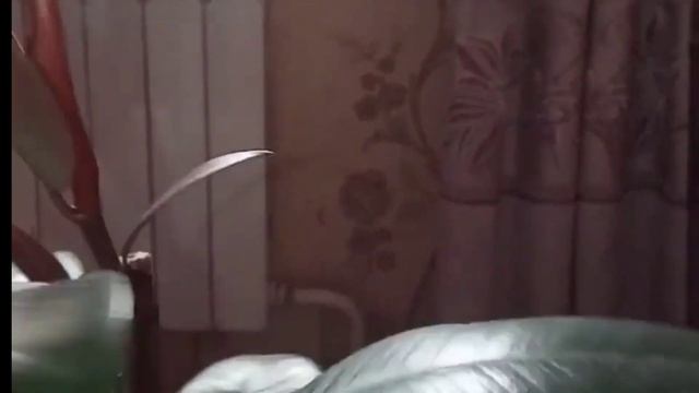 Как обрезать фикус чтобы ветвилась#обрезкафикуса #фикусы#фикусбенджамина  #цветыдлядома #ficus