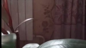 Как обрезать фикус чтобы ветвилась#обрезкафикуса #фикусы#фикусбенджамина  #цветыдлядома #ficus