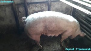 Методы выявления свиноматок в охоте!