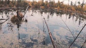 Охота на уток. Осень 2019 Якутия