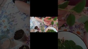 Черенкование чубушника летом