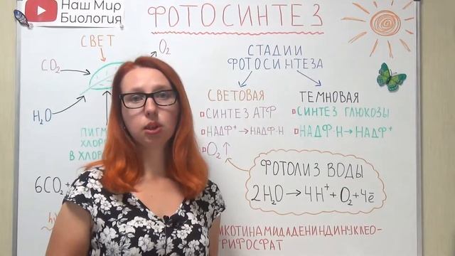 Фотосинтез. Значение фотосинтеза
