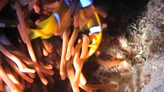 Ocean смотреть онлайн