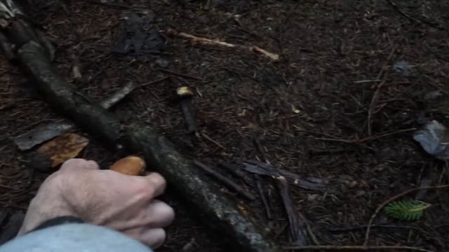 Белые грибы Подмосковья смотреть онлайн