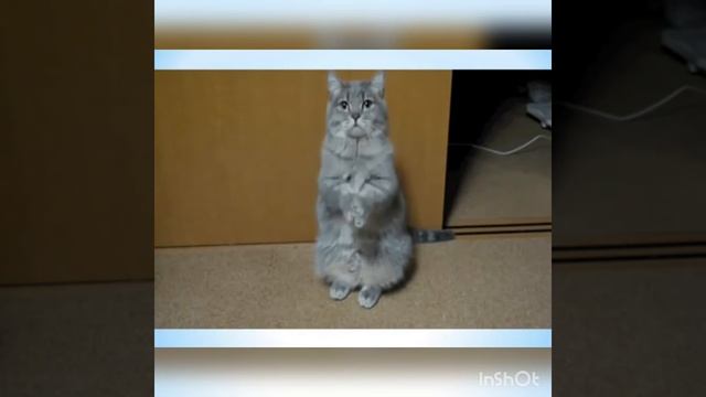 Занятие с детьми 5-6 лет на тему: Этикет. Внешний вид" смотреть онлайн