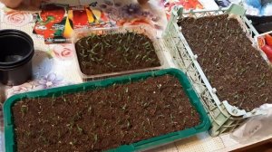 КАК ВЫРАСТИТЬ ПЕРЕЦ БЕЗ ЗАМОРОЧЕК мой СЕКРЕТ ВЫРАЩИВАНИЯ перца из семян