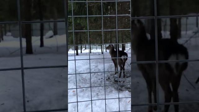 Кормите животных #олени смотреть онлайн