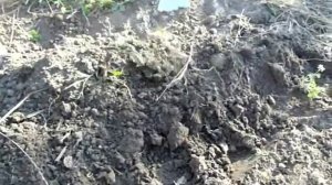 Семена ИРИСОВ посадка и уход.