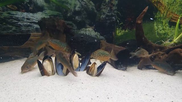 Corydoras pantanalensis смотреть онлайн