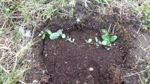 1 мая. Посадка жимолости. Полив голубики с лимонной кислотой.