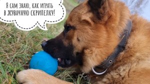 Псу Кубику подарили шарик! Реакция собаки на новую игрушку: дали впервые мячик