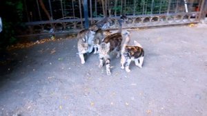 Реакция кошек на креветки. РЕАКЦИЯ КОШЕК 2020.