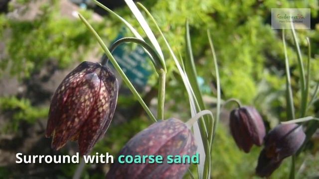 Fritillaria Growing Guide by GardenersHQ смотреть онлайн