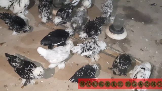 Карликовые Султанки ? Кучерявые смотреть онлайн