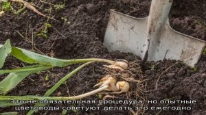 Все о выкапывании луковиц тюльпанов и правилах их хранения