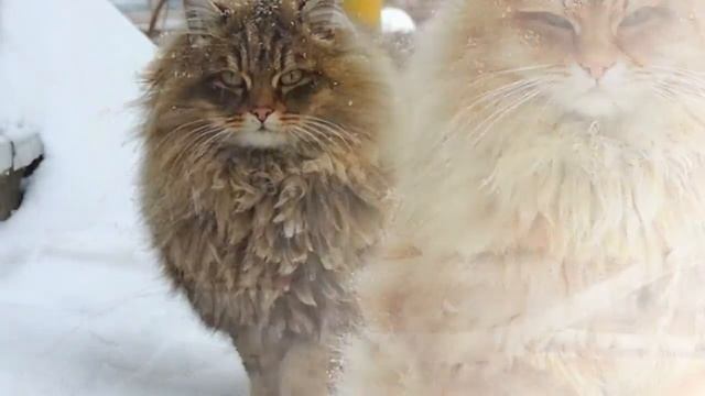 МЫ БАНДИТО смотреть онлайн