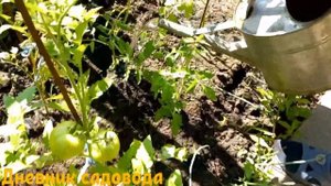 ГОТОВЬТЕ ВЕДРА ДЛЯ УРОЖАЯ, ПОСЛЕ ПОДКОРМКИ СЕЛИТРОЙ! Подкормка калийной селитрой