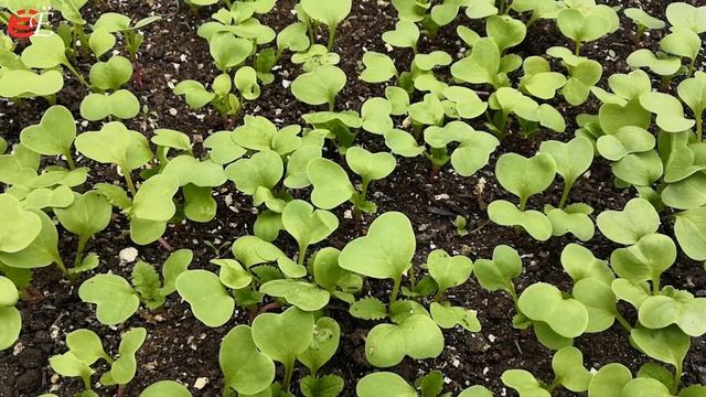 Как вырастить редис   Посадка редиски Секреты и Способы