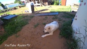 В инкубаторе начали вылупляться цыплята ? / Содержание цыплят после инкубации