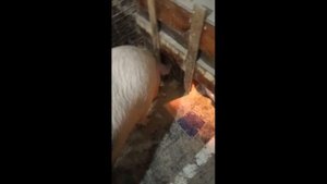 Свинья заболела, какая должна быть температура у свиней, депрессия у свиноматок.