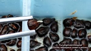 ? Виноград из косточки/семечки/. Посев НОВЫХ ГИБРИДНЫХ форм в школку. Особенности посева семян.