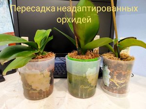 Пересадка новых орхидеи без АДАПТАЦИИ. Из мха в кору