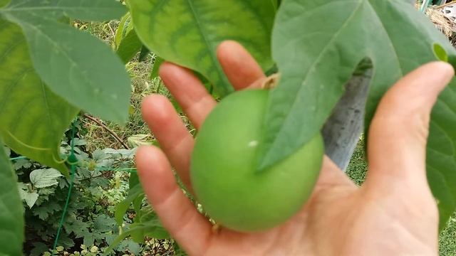 Пассифлора инкарнатная. Цветы и плоды. смотреть онлайн