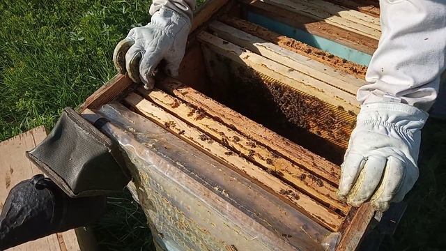 VID Исправление слабой семьи . ( старой матки ) смотреть онлайн