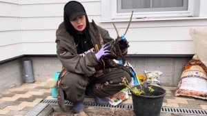 Саженцы роз с ОКС (открытой корневой системой)