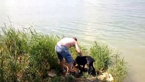 дратхаар подача утки из воды обучение(dog aport duck training)!