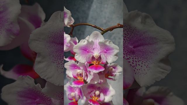 Phal. Pink Dream butterfly🌸 Домашнее цветение нежной мультифлорной орхидеи бабочки Пинк Дрим