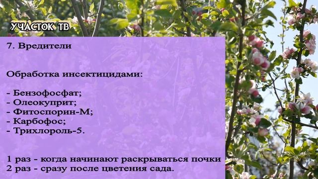 Почему Не Плодоносит Яблоня - Яблоня Цветет НО Не Плодоносит