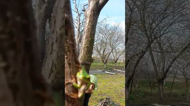 Древесная лягушка в саду ЕлеНика.