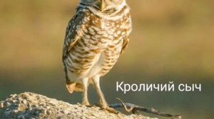 Виды сов(часть 1)