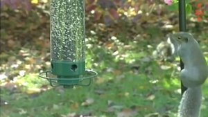 Такое Увидишь не Каждый День! Смешные моменты с белками снятые на видео - Белки в Деле за "5 минут"