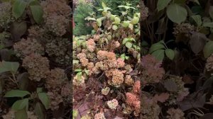 Когда укрывать крупнолистную гортензию на зиму в подмосковье