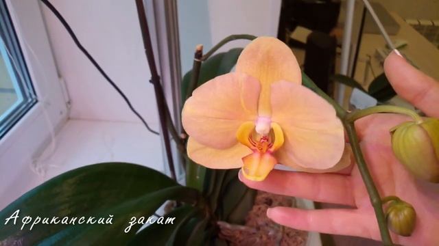 Долгожданное ЦВЕТЕНИЕ моих ОРХИДЕЙ Magic Art, Circus, Pretty Romance, Африканский закат смотреть онлайн