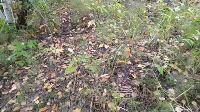 vlog: за грибами, с собакой Пасем гусей.