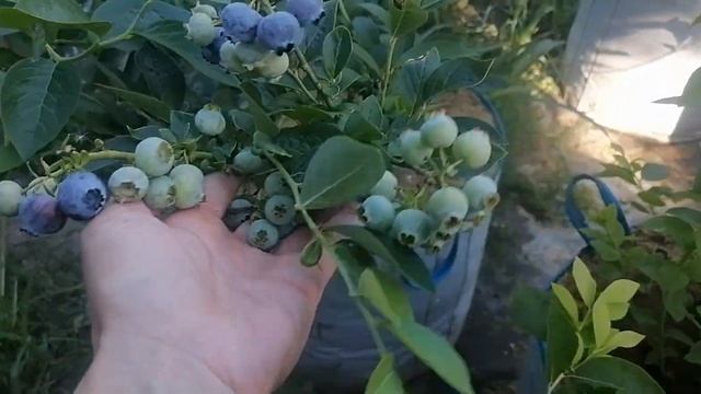 Голубика сорт Блюголд созревание на 18 июля 2021 год