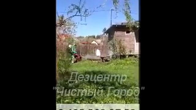 акарицидная обработка от клещей, борьба с клещами на участке смотреть онлайн