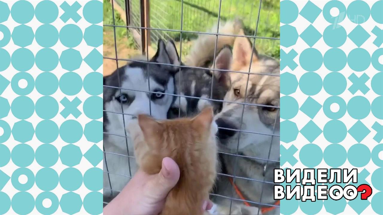 Свой кот среди чужих. Видели видео? Фрагмент выпуска от 08.01.2020