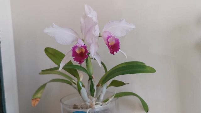 Winter blooming orchid species: Cattleya trianaei / Cattleya trianae - second blooming at home in U