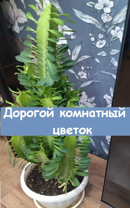 Симпатичный молочай, который украсил мою комнату, в магазине стоит более 600 рублей