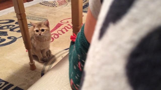 Обратите на ушки моей кошки Лайли!??? смотреть онлайн